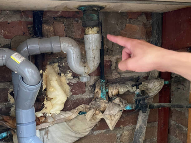 Best Mold removal after water damage  in Murphysboro, IL