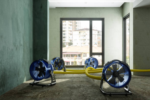 Best Local water damage restoration  in Murphysboro, IL